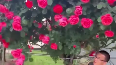 Apparently you can make a rose TREE, not a rosebush, with just a little handywork.