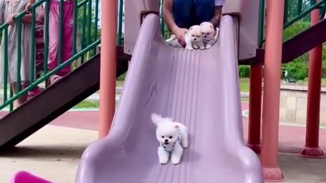 Cute puppy compilation