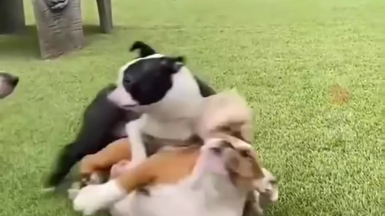 Funny animals