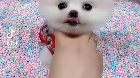 Cute puppy