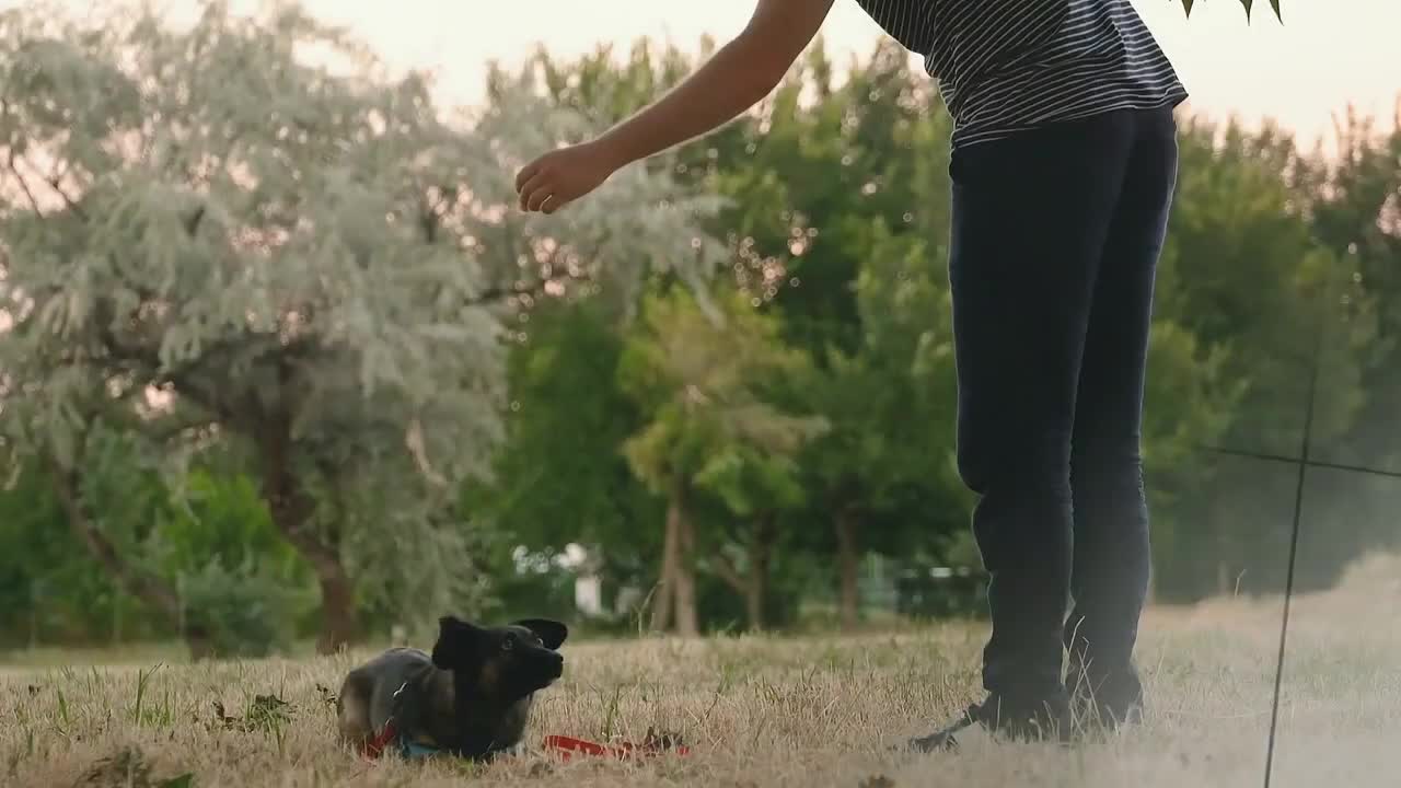 🐕 Basic Dog Training 🐕 – TOP 10 Essential Commands Every Dog Should Know!