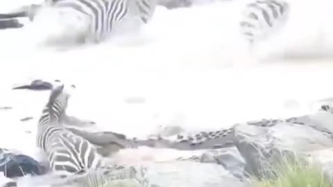 Zebra Gets Death Rolled