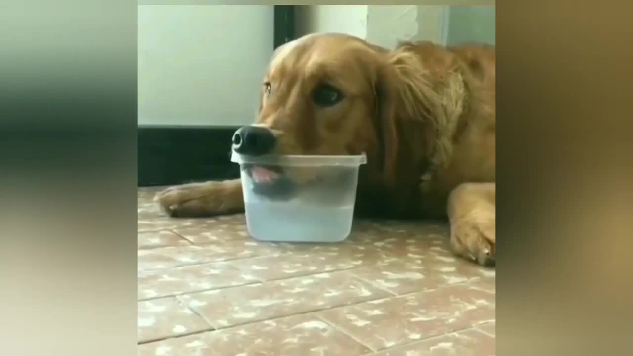The most animals funny video