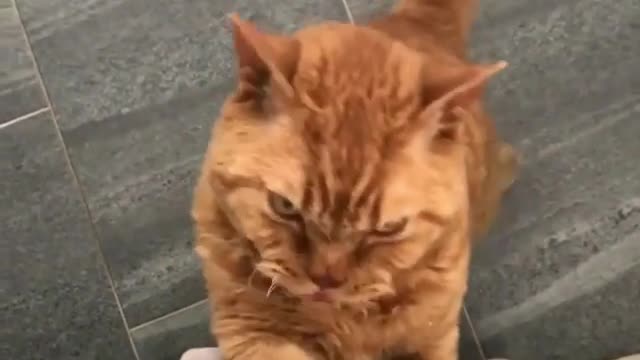 Nice yellow cat