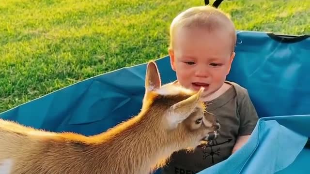 Dear Baby and Human Baby Funny Video