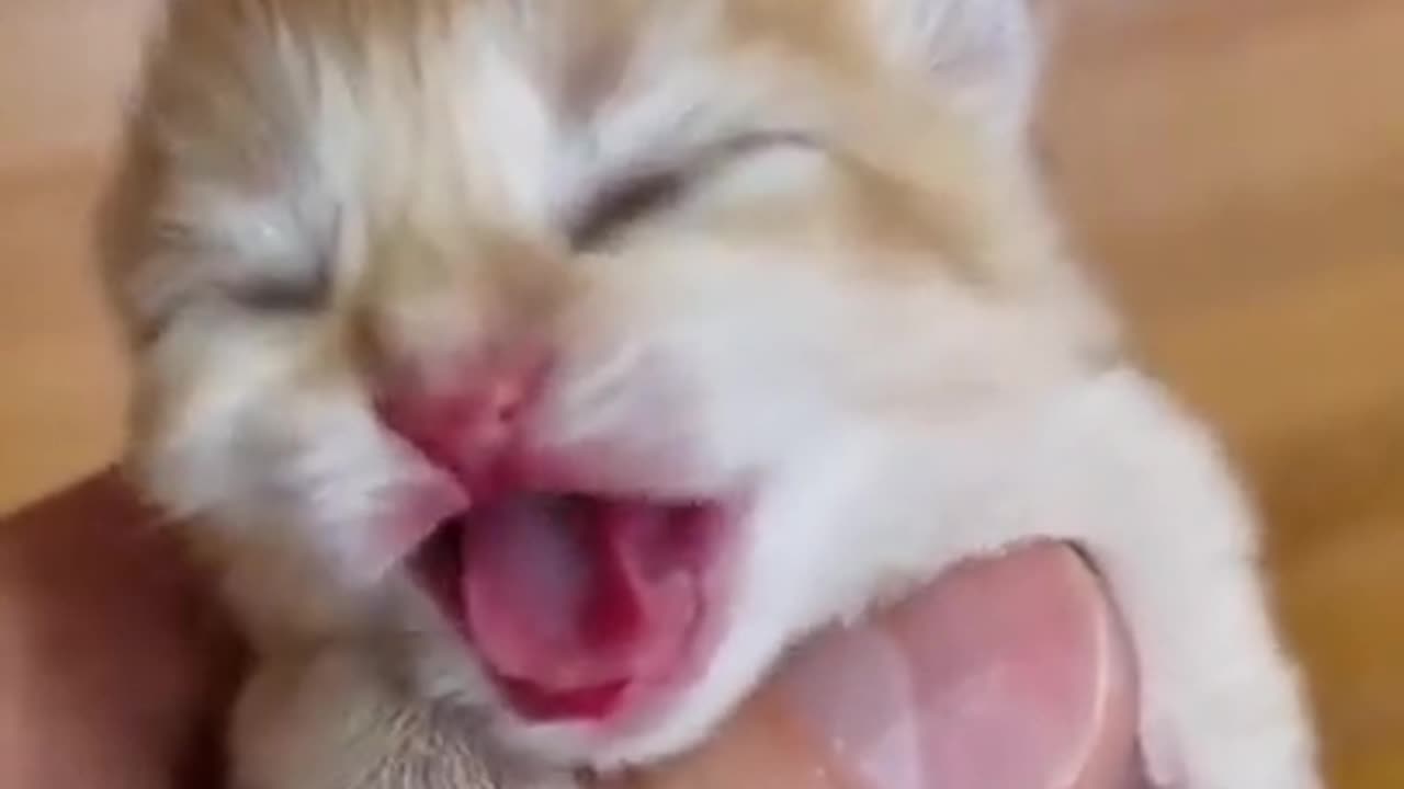 Just Born Cute Baby Kitten #shorts #viral #shortsvideo #video