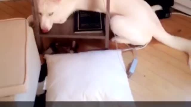 White dog laying down hiding under end table