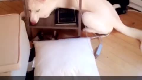 White dog laying down hiding under end table