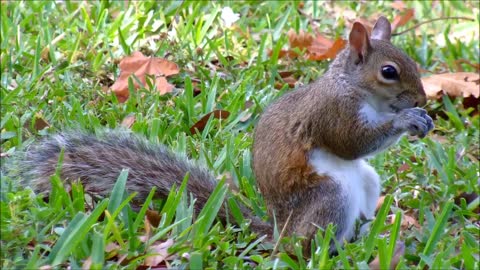 Squirrel in Grass