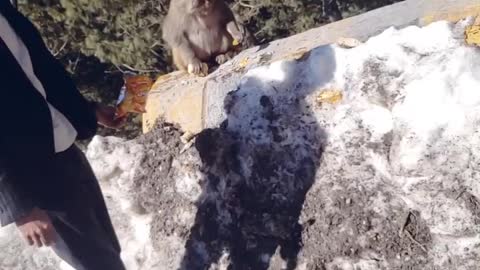 Playing with monkeys