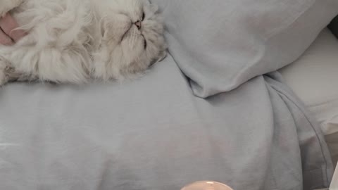 white-cat-lying-down-on-the-bed
