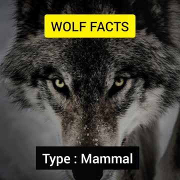 Gray Wolf Facts | Animal Facts