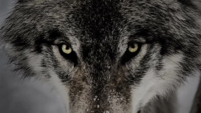 Gray Wolf Facts | Animal Facts