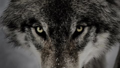 Gray Wolf Facts | Animal Facts