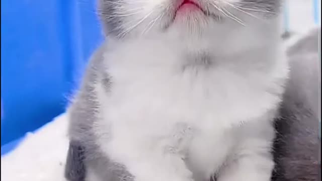 Amazing Cat videos