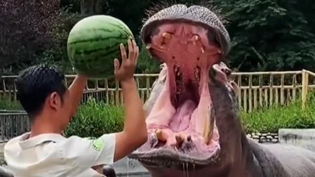 Hippo Eat Watermelon