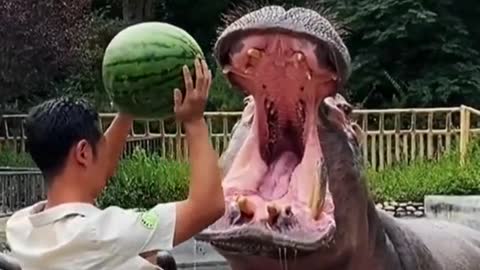 Hippo Eat Watermelon