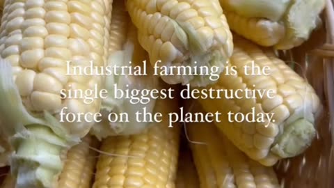 Food is a weapon!