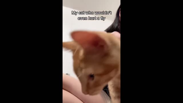 BEST CAT MEMES COMPILATION OF 2022