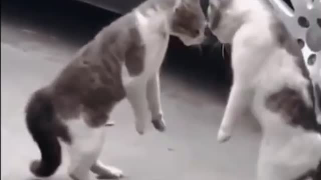 There’s always one overreacting😺