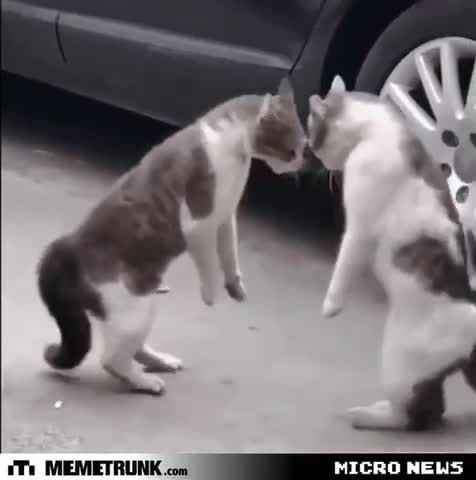 There’s always one overreacting😺