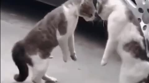 There’s always one overreacting😺