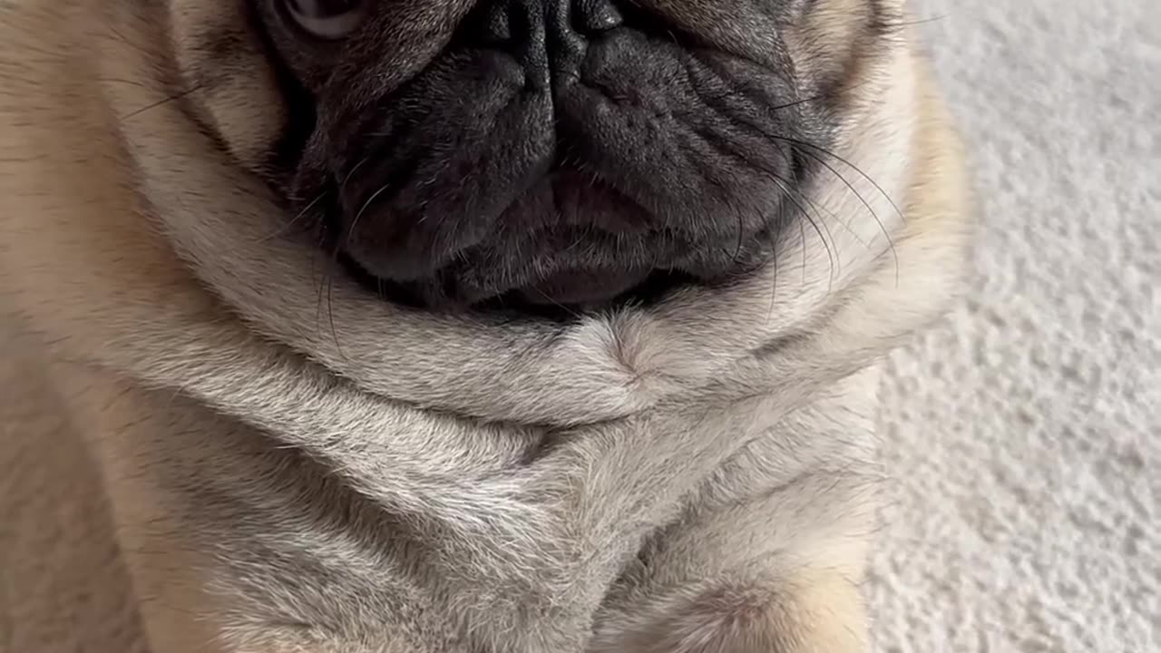 Pug Lover