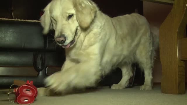 Golden Retriever and Monkey Talk to Each Other