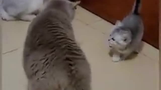 Funny cats fight😂😂 #Shorts 2 funny cat