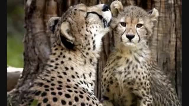 Animals & their babies