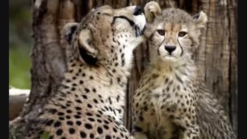 Animals & their babies