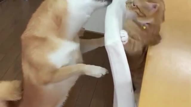 Funniest cats and dogs 🐱🐶 ​