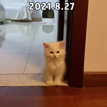 Purrfect Playtime: Our Adorable Cat's Daily Adventures 🐾