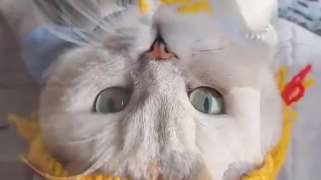 cute cats