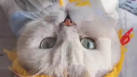 cute cats