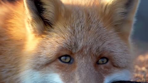 Lazy fox 🦊 whinkkk