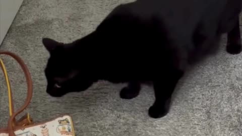 Adopting a Cat from a Shelter Vlog - Cute Precious Piper is Suspicious of the Purse #shorts
