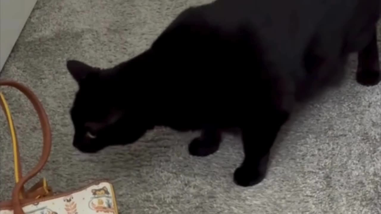 Adopting a Cat from a Shelter Vlog - Cute Precious Piper is Suspicious of the Purse #shorts
