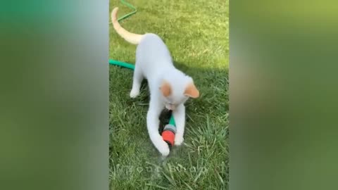 10 minutes of adorable cats #cat #cute #kitten #pets #meow #videos #shorts #dog