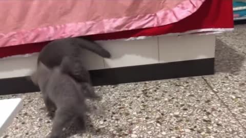 Baby Cats - Cute and Funny Cat Videos Compilation #20 | Aww Animals