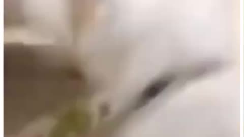 Funniest Animals 😂 - Cutest Animals Ever 😁 |Try Not To Laugh 😂| Funny Cats😺