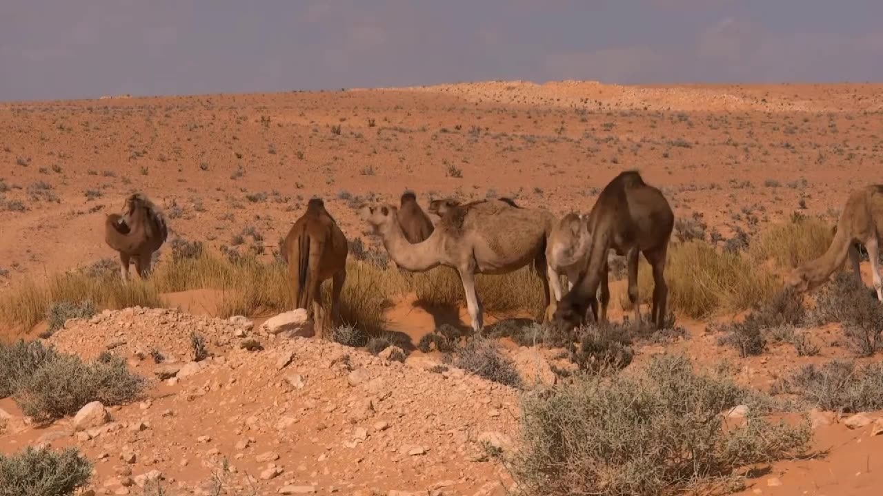 camel race in desert