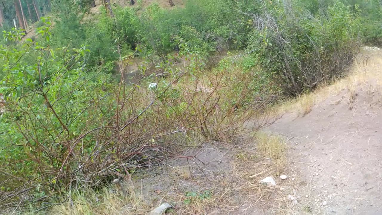 Idaho City trails 8-15-24 TX300