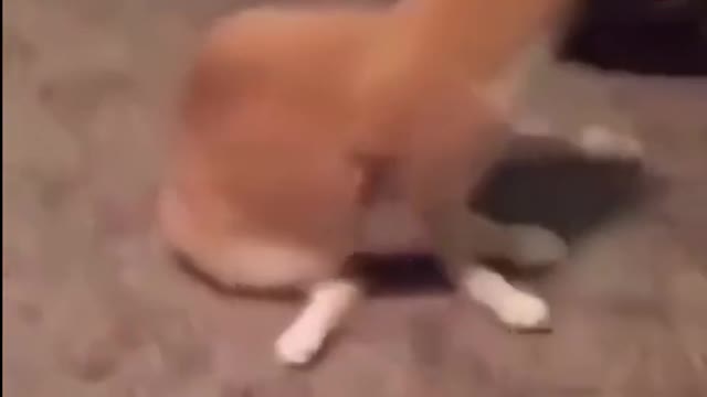 Rebellious cat determined to knock over owner's cup