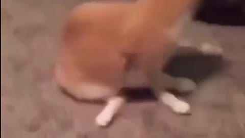 Rebellious cat determined to knock over owner's cup