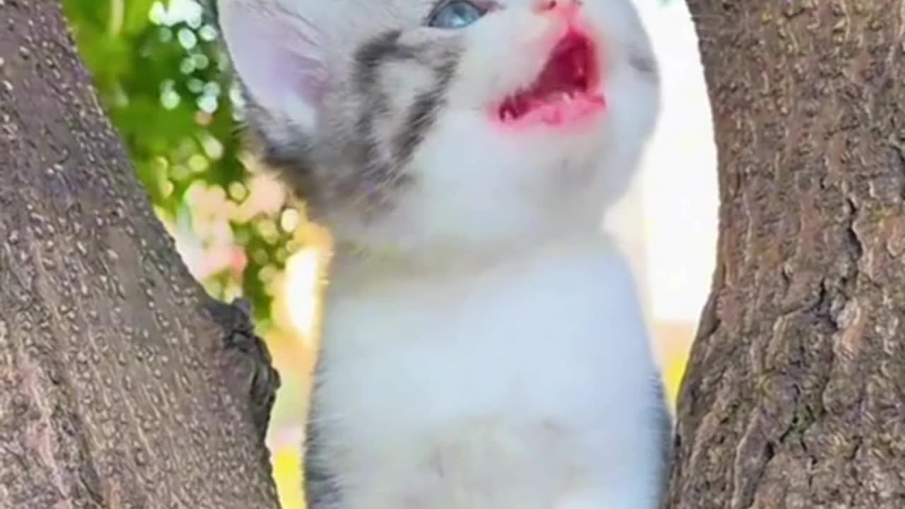 Kitten Howling from a Tree—What’s It Saying? 🐱🌳💕