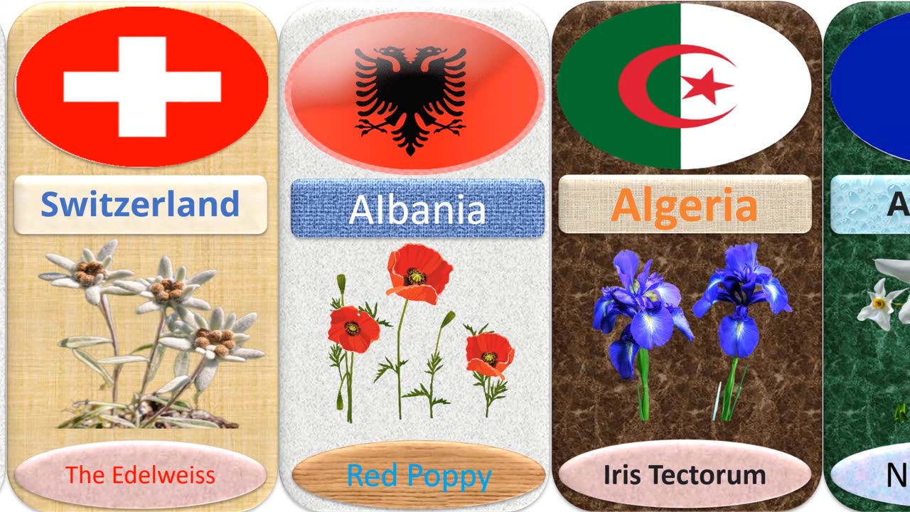 National Flower of Different Countries /Top Beautifull Flower of the World /