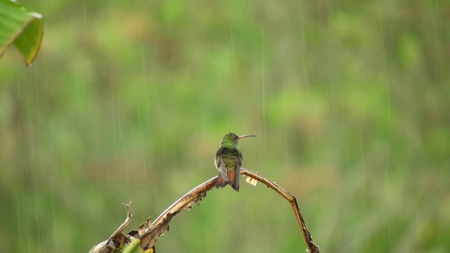 Hummingbird bathing in rain