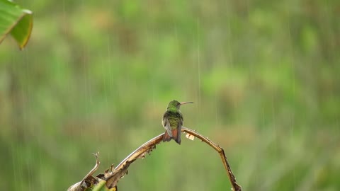 Hummingbird bathing in rain