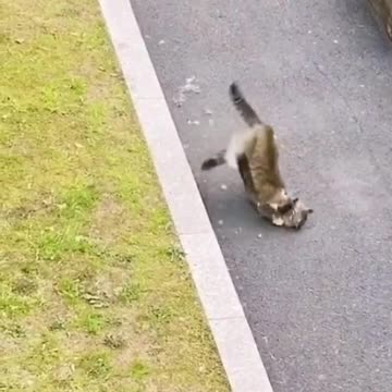 Perkelahian Kucing Yang Sangat Sadis